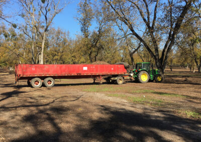 Pecan Harvesting Image