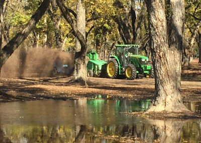 Pecan Harvesting Image