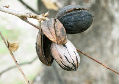 Pecan Harvesting Image