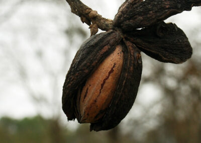 Pecan Harvesting Image