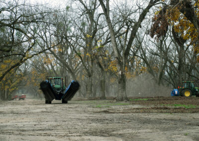 Pecan Harvesting Image