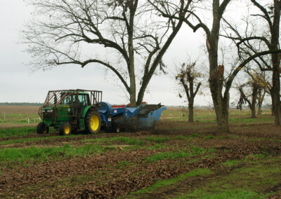 Pecan Harvesting Image