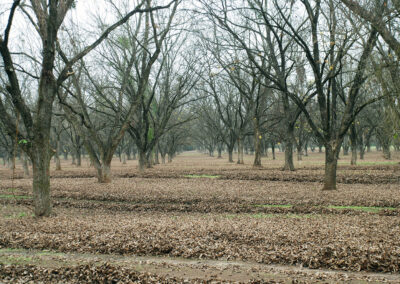 Pecan Harvesting Image