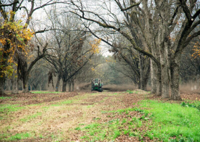 Pecan Harvesting Image