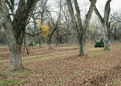 Pecan Harvesting Image