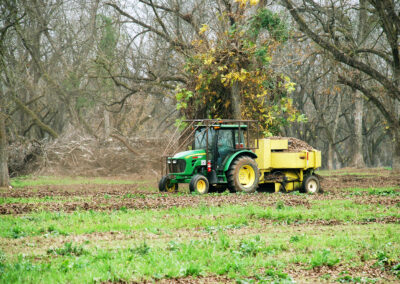 Pecan Harvesting Image