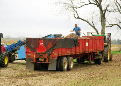 Pecan Harvesting Image