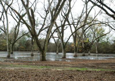 Pecan Harvesting Image